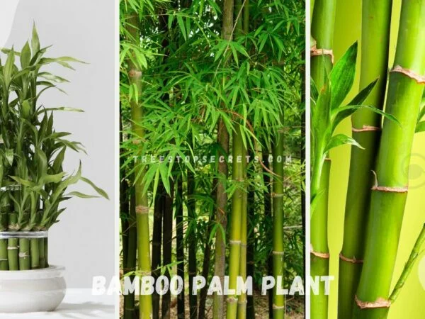 Bamboo Palm Plant Care: Ultimate Maintenance Guide