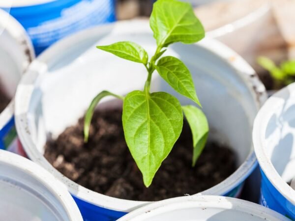 Bell Pepper Plants in Pots: Ultimate Guide for Success