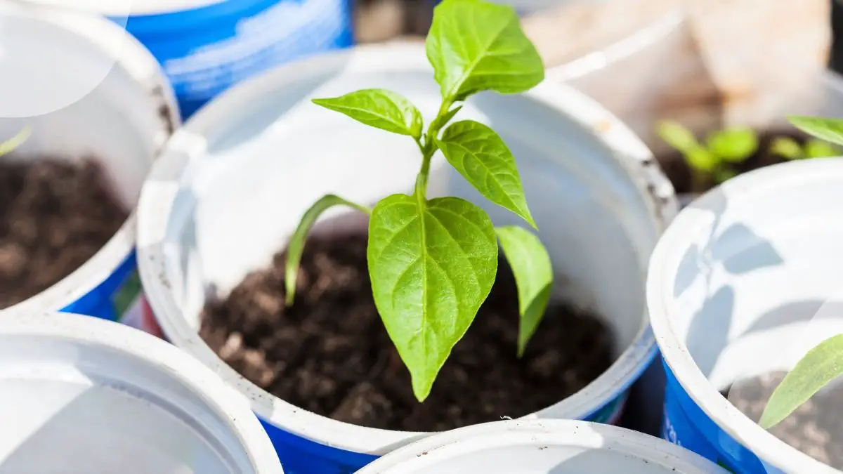 Bell Pepper Plants in Pots: Ultimate Guide for Success