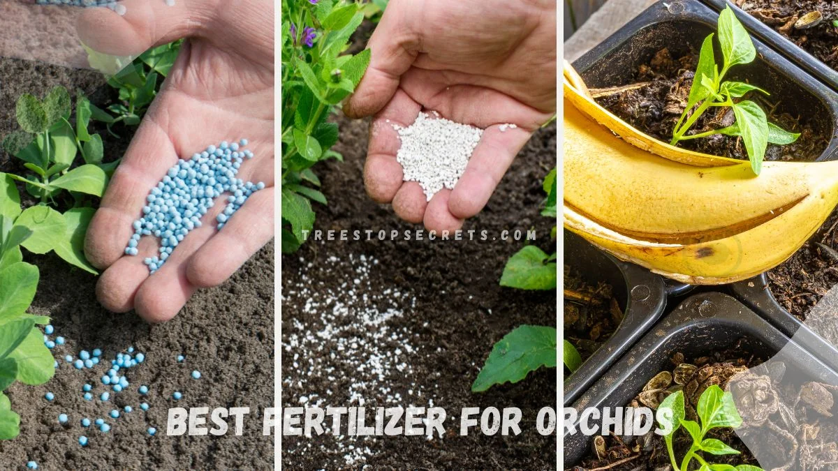 Best Fertilizer for Orchids: Top Care Tips