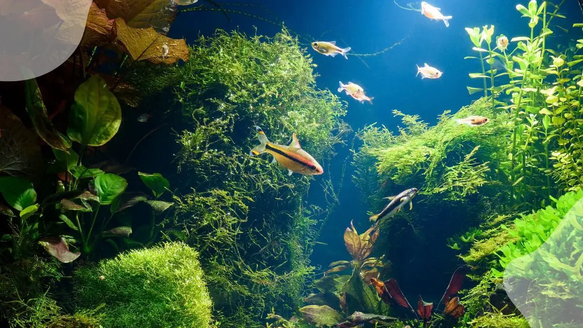 Best Plants for Fish Tank: Top 10 Advanced Aquarium Species