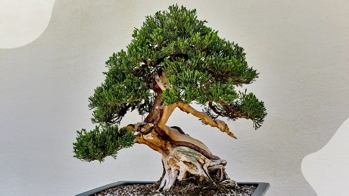 Bonsai Shapes Juniper: Mastering Styling Techniques