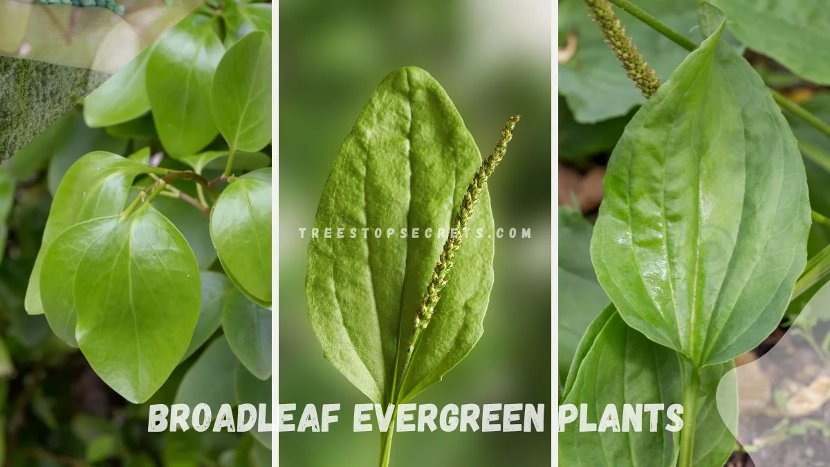 Broadleaf Evergreen Plants: Seasonal Allure