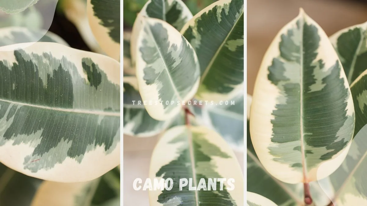 Camo Plants: Ultimate Care Guide for Growing & Enjoying