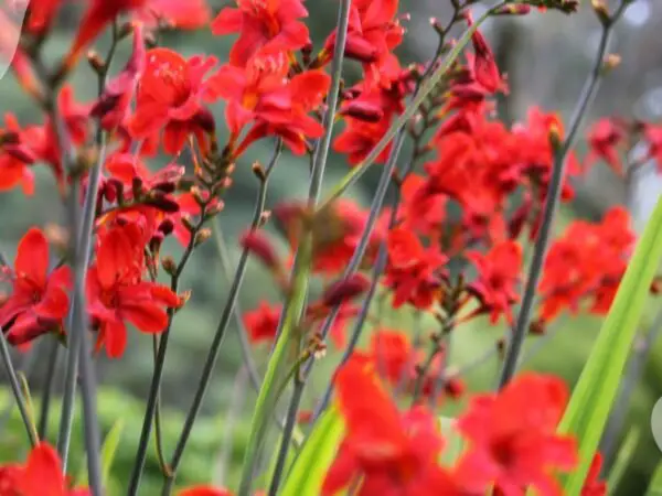 Cardinal Flower Plants: Ultimate Guide to Lobelia cardinalis