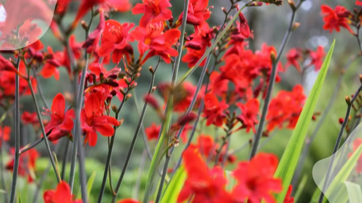 Cardinal Flower Plants: Ultimate Guide to Lobelia cardinalis