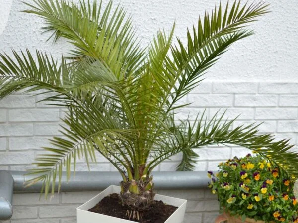Care for Majesty Palm Plant: Complete Guide