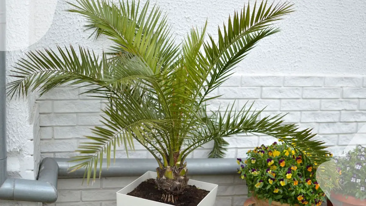 Care for Majesty Palm Plant: Complete Guide