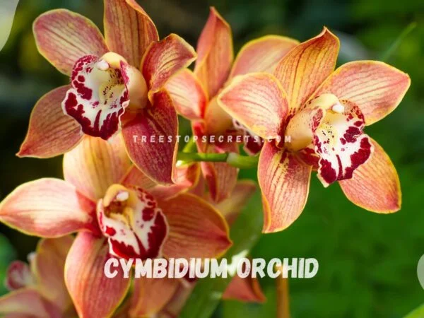 Caring for Cymbidium Orchid: Expert Care Tips