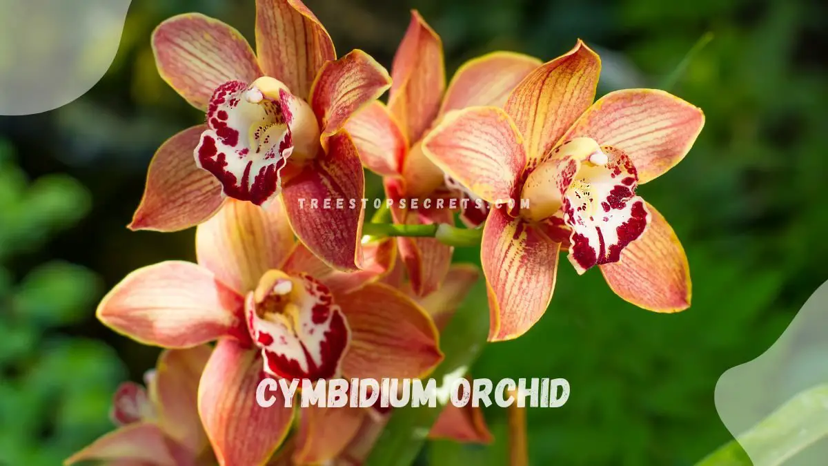 Caring for Cymbidium Orchid: Expert Care Tips