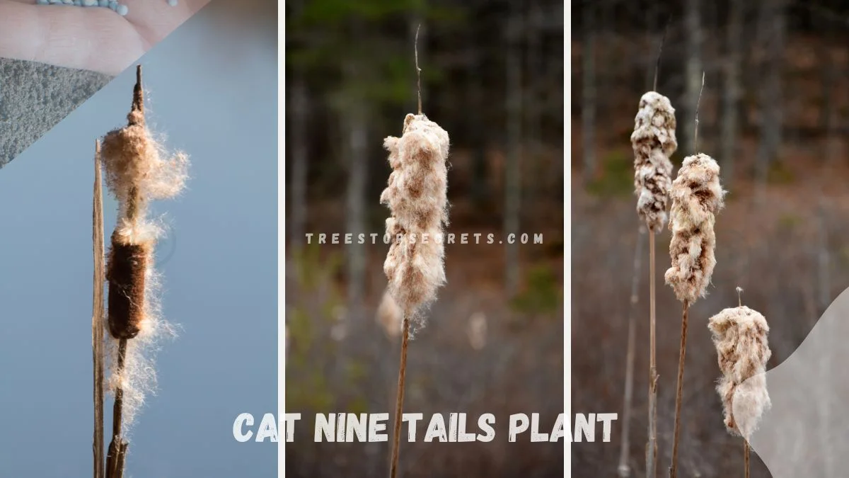 Cat Nine Tails Plant: Wetland Wonder Unveiled
