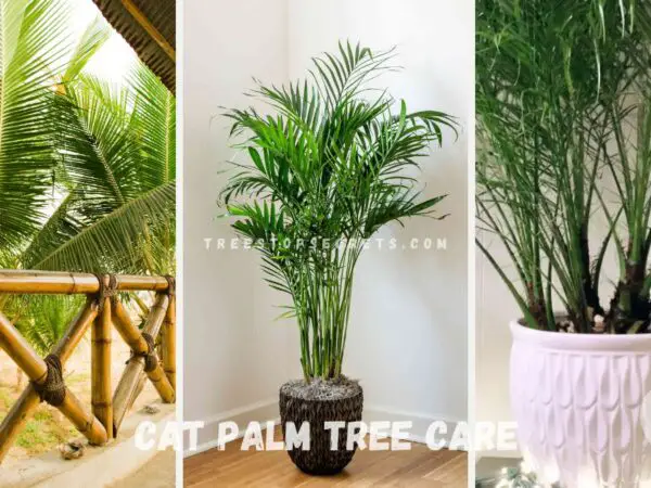 Mastering Cat Palm Tree Care: A Comprehensive Guide