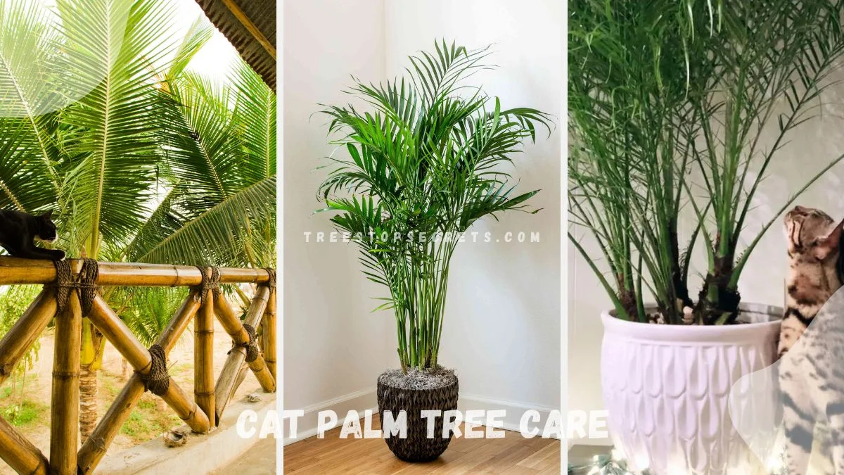 Mastering Cat Palm Tree Care: A Comprehensive Guide
