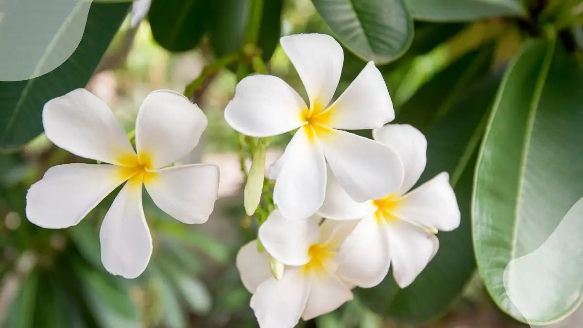 Champa Flowers: Unique Characteristics