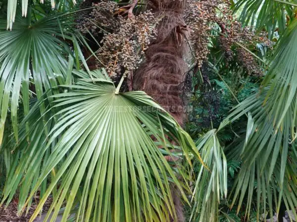 Chinese Windmill Palm | Growing and Caring for Trachycarpus fortunei