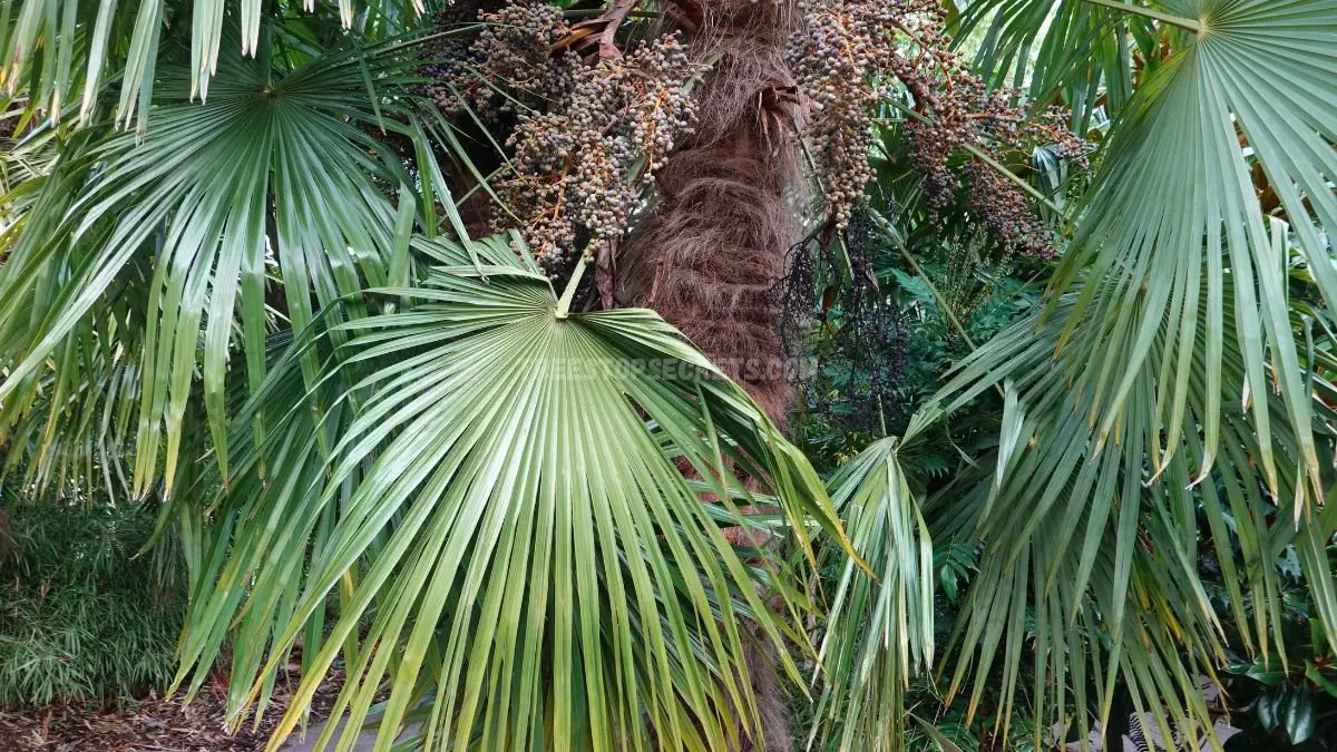 Chinese Windmill Palm | Growing and Caring for Trachycarpus fortunei