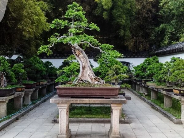 Common Bonsai Trees: 10 Styling Tips