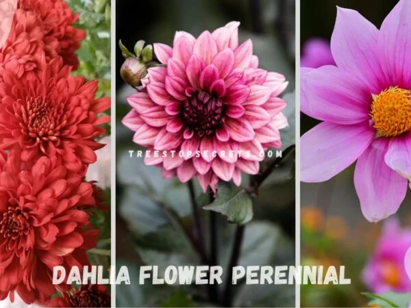 Dahlia Flower Perennial: Ultimate Growing Guide