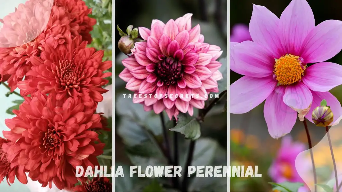 Dahlia Flower Perennial: Ultimate Growing Guide