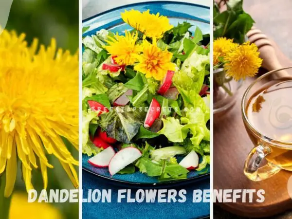 Dandelion Flowers Benefits: Health Overview & Safety