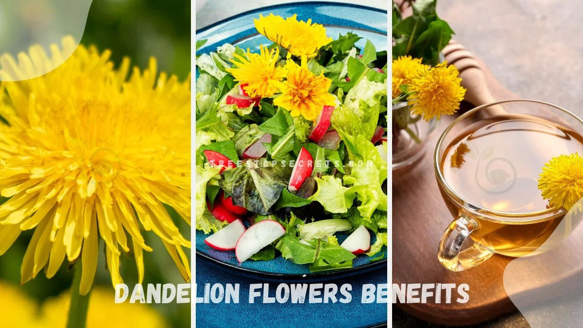 Dandelion Flowers Benefits: Health Overview & Safety