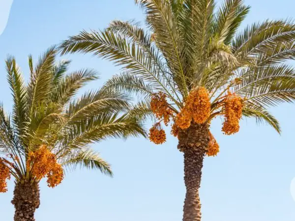 Date from Palm Tree: Growth, Cultivation & Harvesting Guide