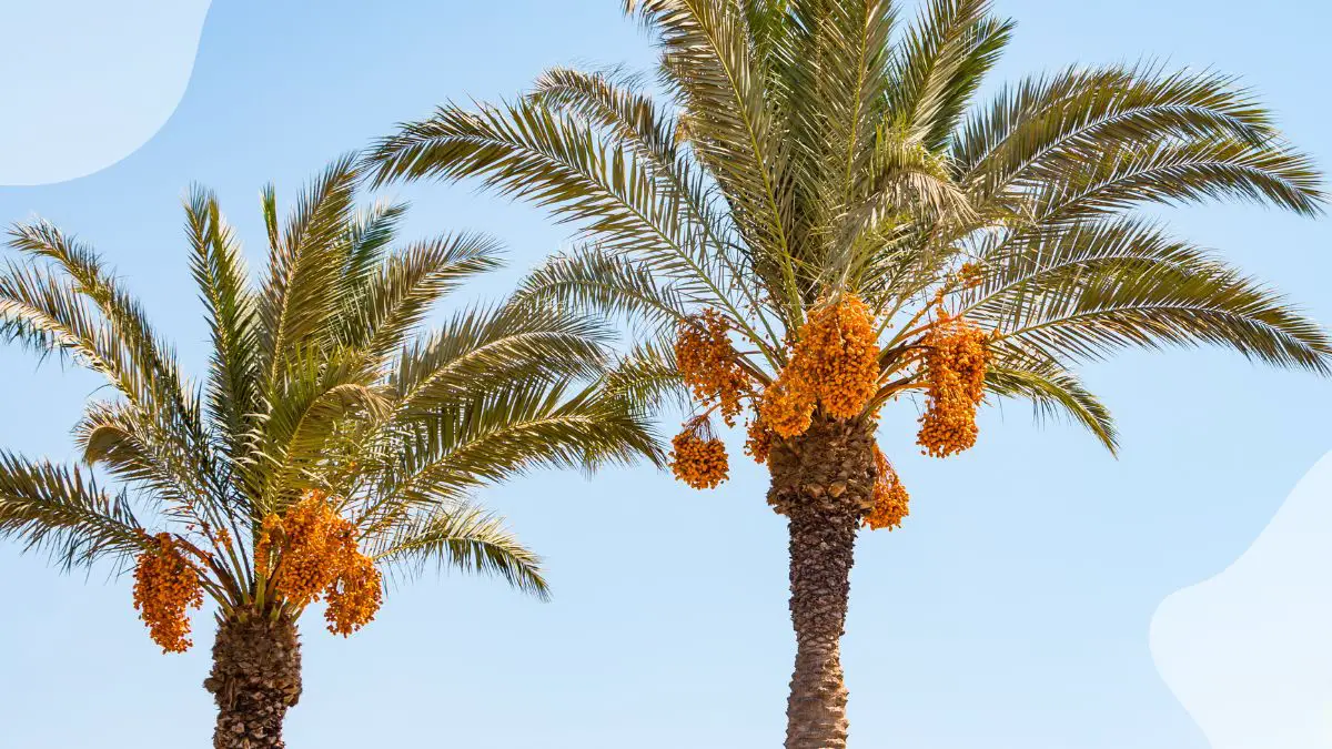 Date from Palm Tree: Growth, Cultivation & Harvesting Guide