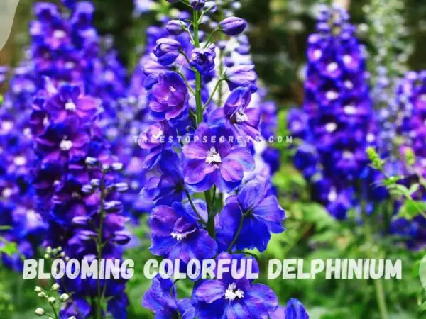 Delphinium Tall Purple Flowers: Growing Guide & Care Tips