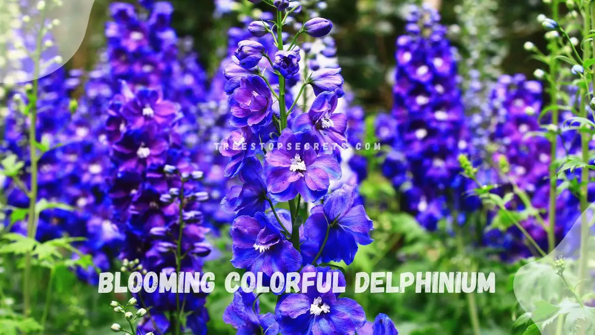 Delphinium Tall Purple Flowers: Growing Guide & Care Tips