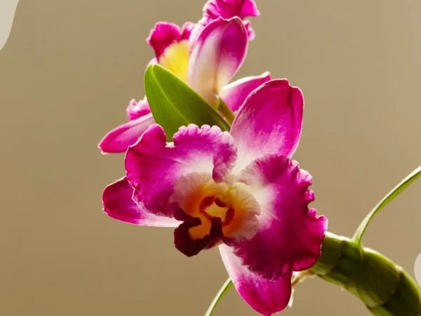 Dendrobium Orchid Nobile: Light & Shade Needs