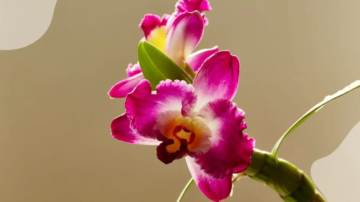 Dendrobium Orchid Nobile: Light & Shade Needs