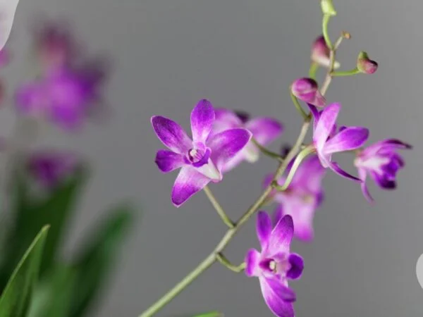 Dendrobium Orchid Plants: The Ultimate Guide