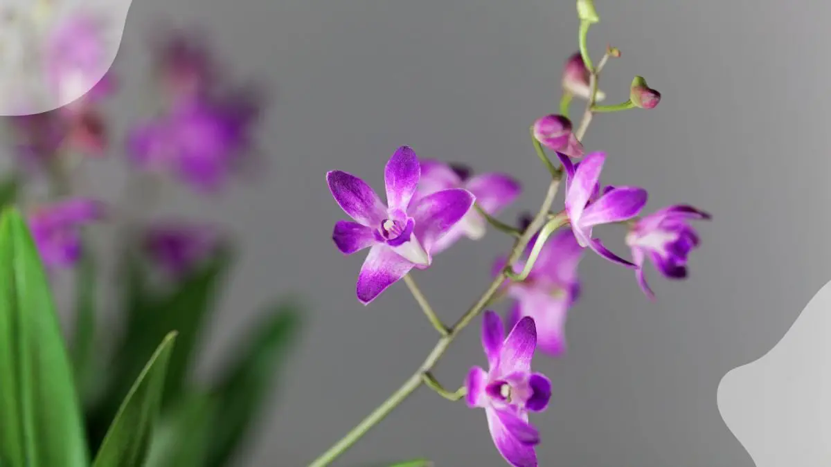 Dendrobium Orchid Plants: The Ultimate Guide