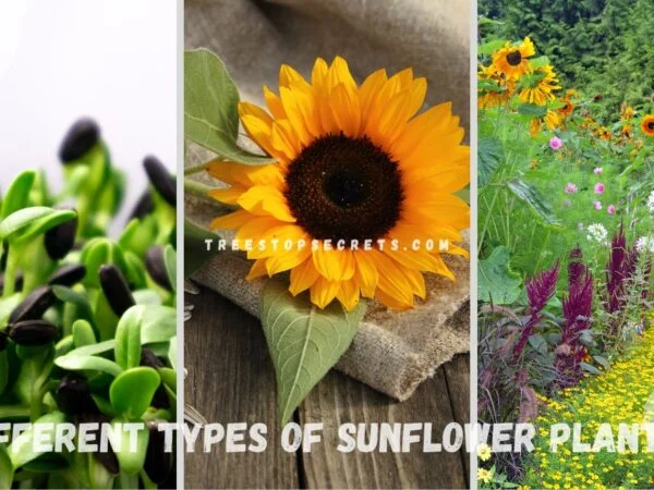 Different Types of Sunflower Plants: 12 Exotic Varieties