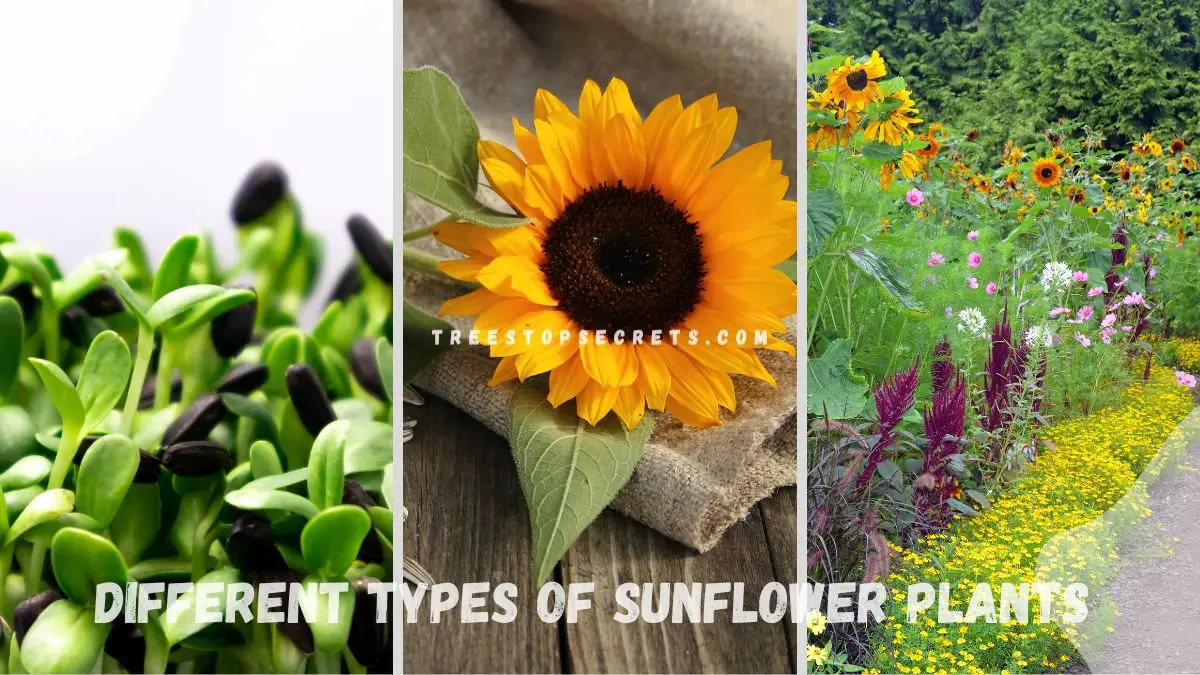 Different Types of Sunflower Plants: 12 Exotic Varieties