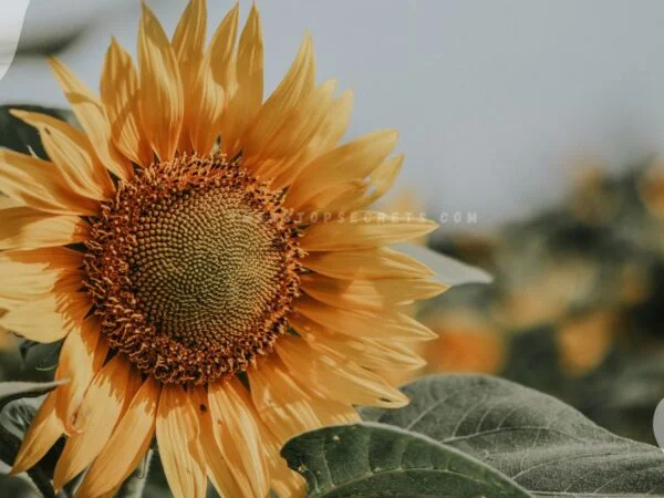 Do Sunflowers Come Back Every Year? Annual vs. Perennial Life Cycles