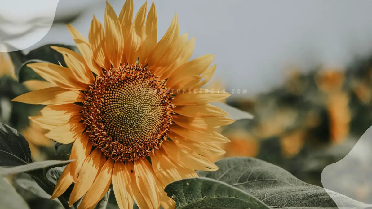 Do Sunflowers Come Back Every Year? Annual vs. Perennial Life Cycles