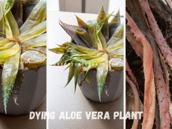 Dying Aloe Vera Plant: Troubleshooting Common Issues