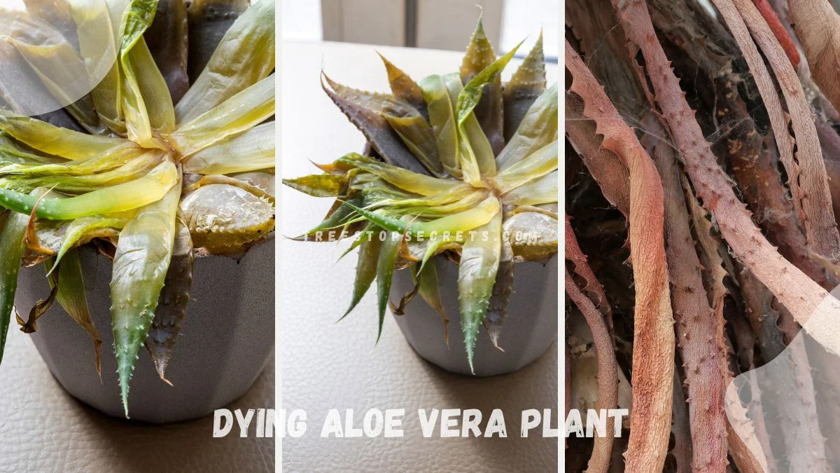Dying Aloe Vera Plant: Troubleshooting Common Issues