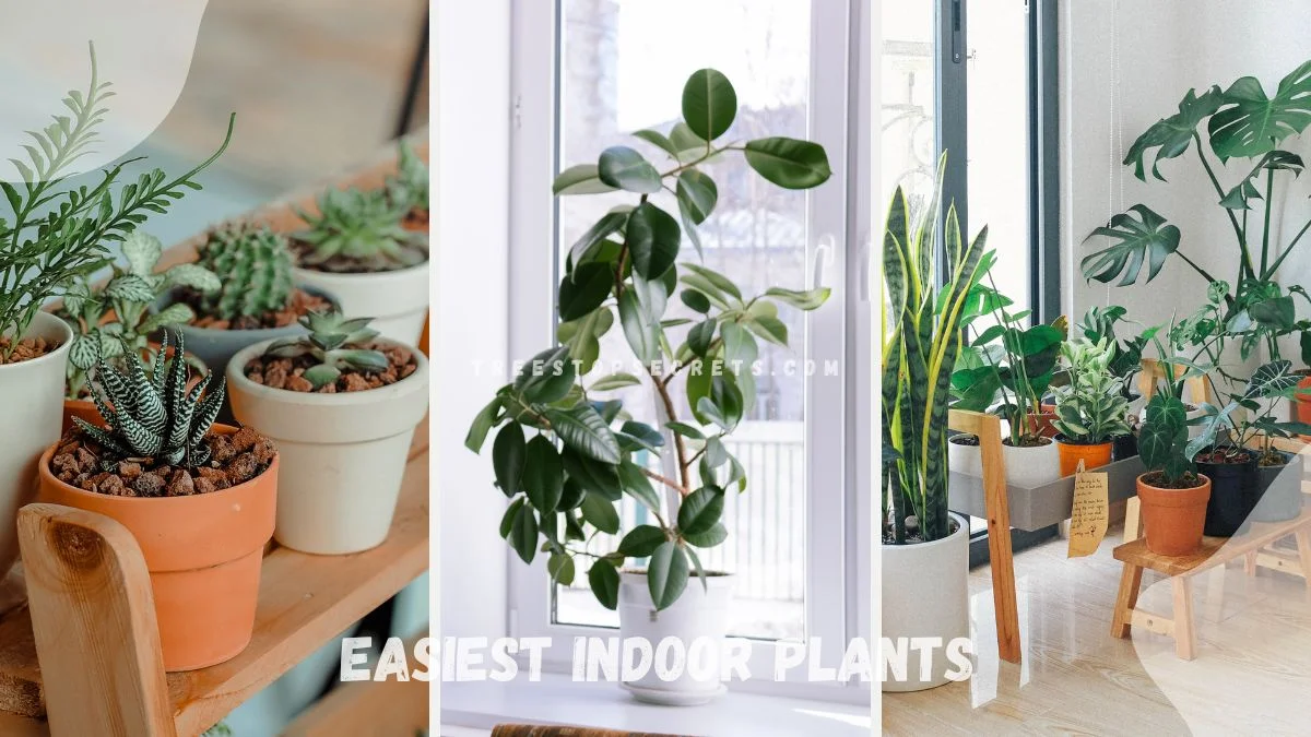 Easiest Indoor Plants: 15 Beginner-Friendly Houseplants