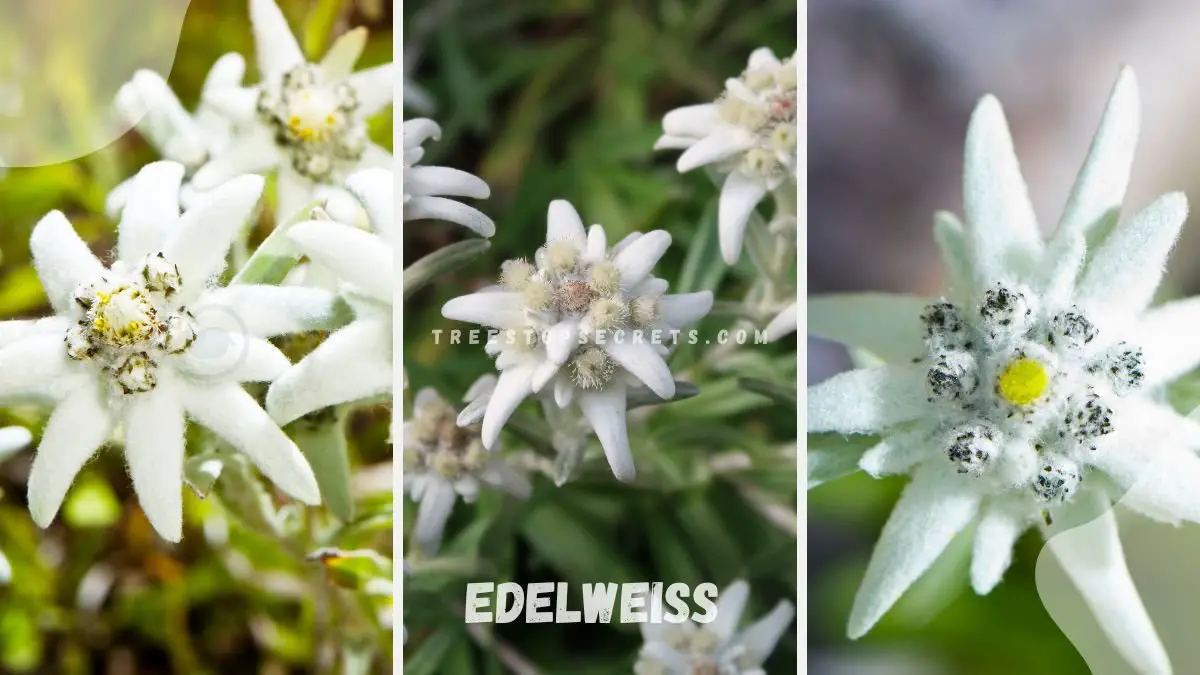 Switzerland Country Flower: Edelweiss - Science & Stories