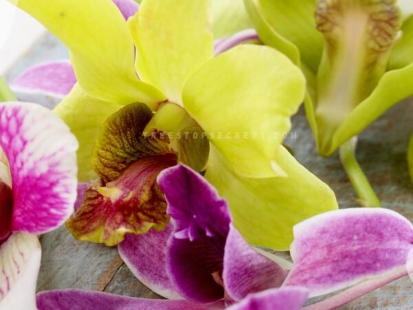 Edible Flowers Orchids: Culinary Delights & Nutrition