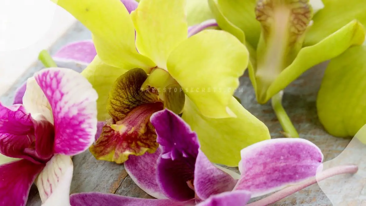 Edible Flowers Orchids: Culinary Delights & Nutrition