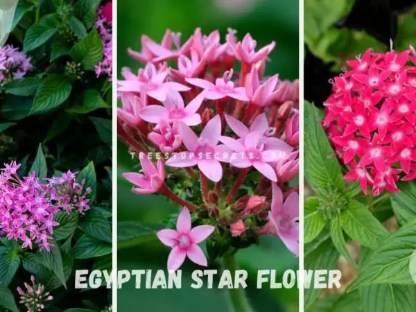 Egyptian Star Flower: The Ultimate Pentas Guide