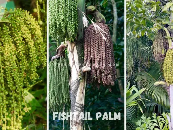 Fishtail Palm (Caryota mitis) | Ultimate Care Guide