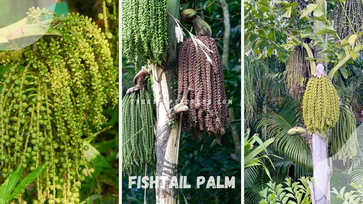 Fishtail Palm (Caryota mitis) | Ultimate Care Guide