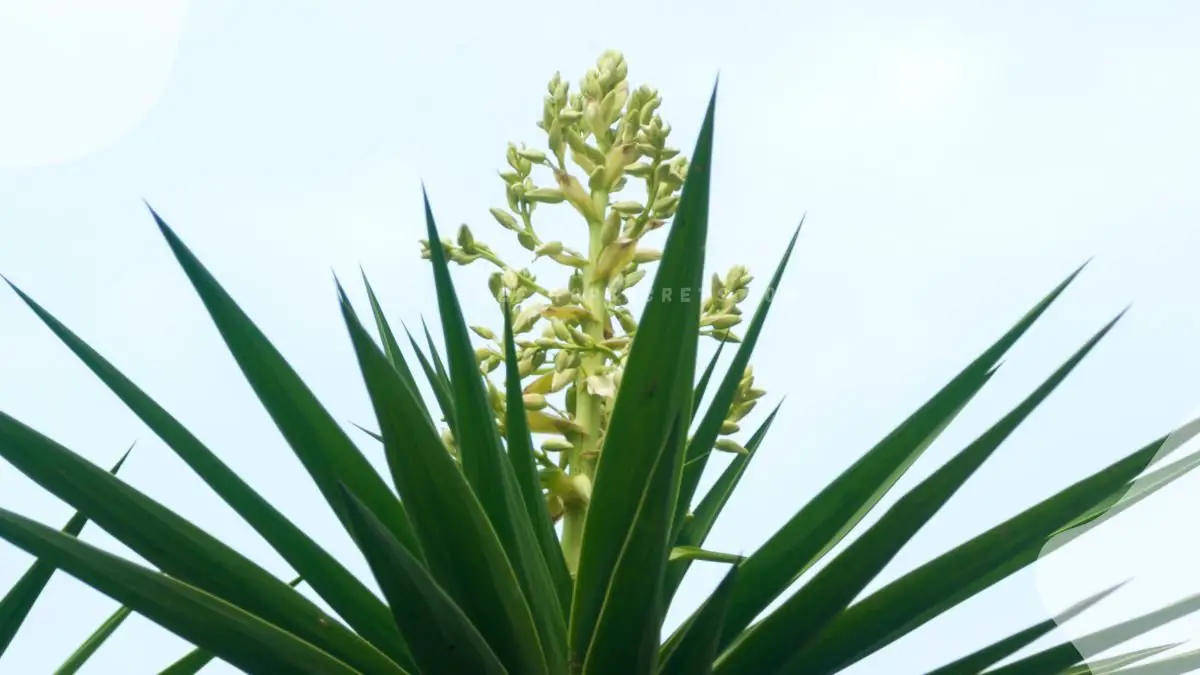 National Flower El Salvador: Flor de Izote Culinary Delight