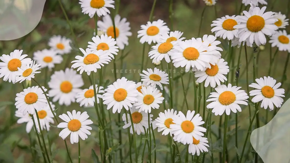 Flower Daisy Pictures: Stunning High-Quality Images