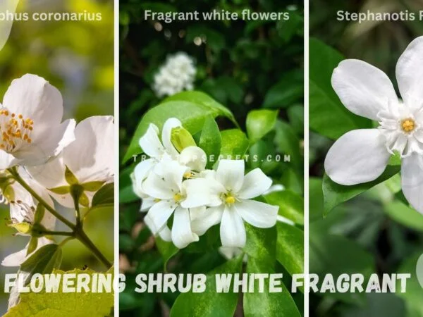 Flowering Shrub White Fragrant Flower: Sweet-Smelling Guide