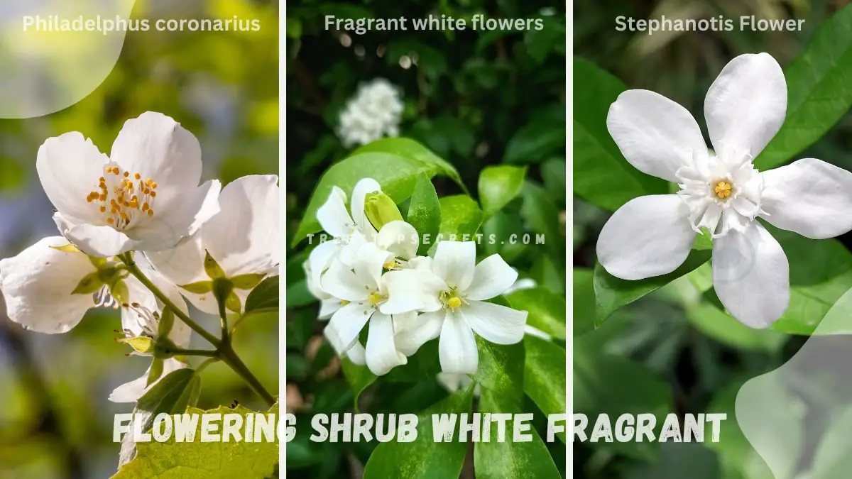 Flowering Shrub White Fragrant Flower: Sweet-Smelling Guide